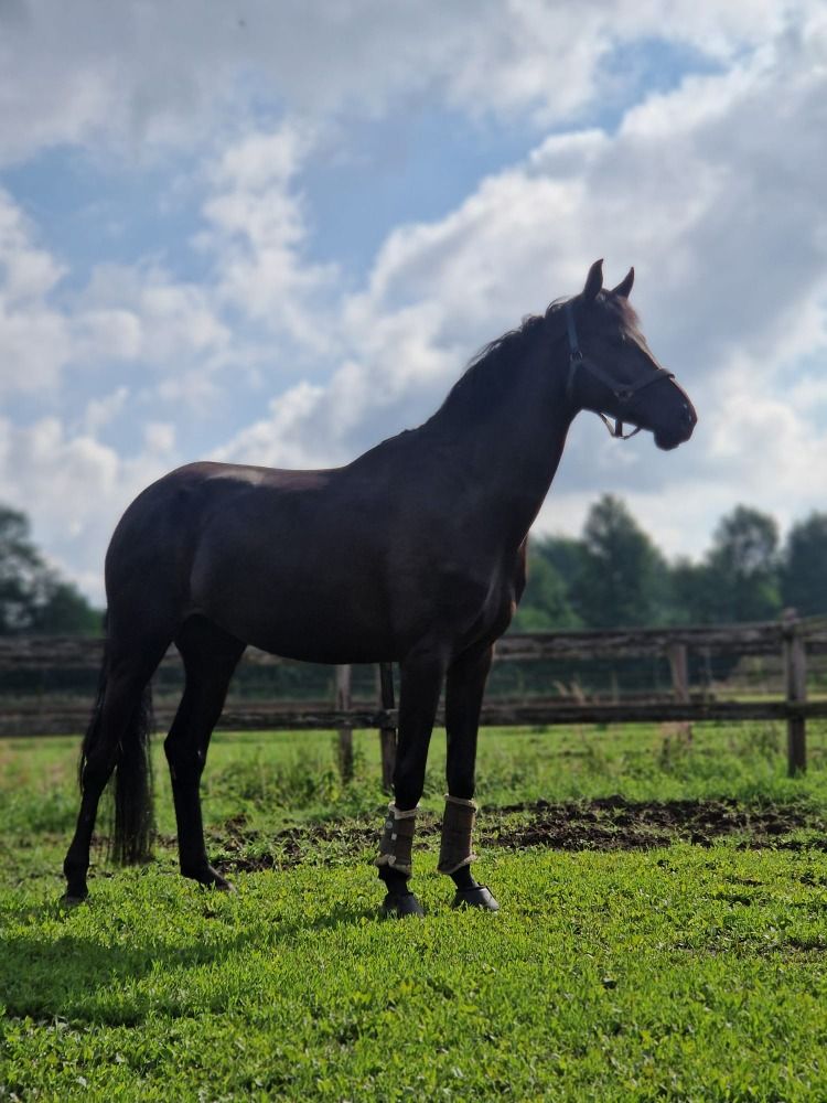 Getalenteerd top dressuurpaard te koop!