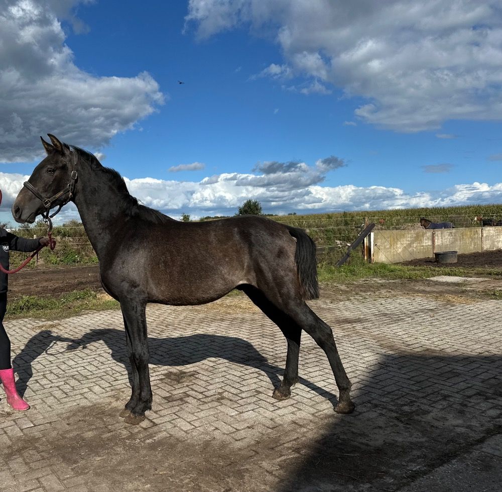PRE paard Hengst 2 years old Schimmel for sale - Photo 4