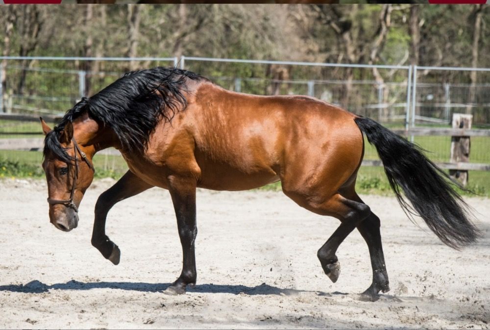 PRE paard Hengst 2 years old Schimmel for sale - Photo 5