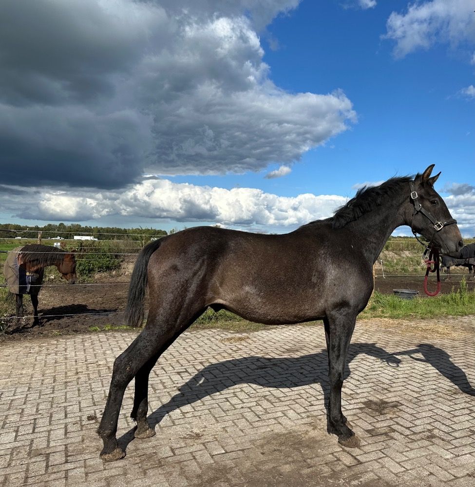 PRE paard Hengst 2 years old Schimmel for sale - Photo 3
