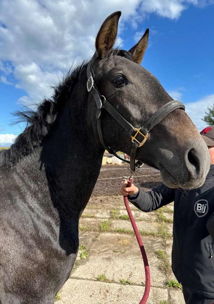 PRE paard Hengst 2 years old Schimmel for sale - Photo 2