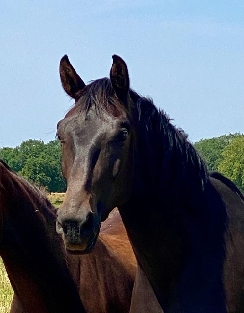 KWPN dressuurpaard Merrie 4 jaar Donkerbruin te koop - Foto 2