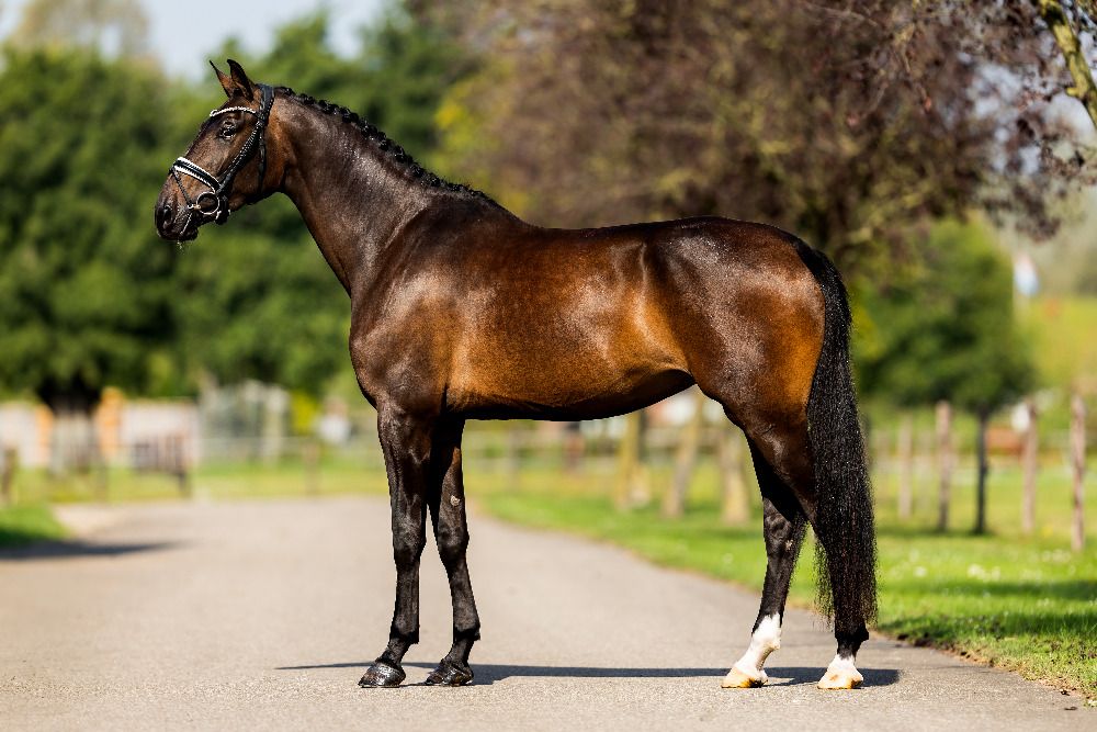 Exceptional 4-Year-Old Dressage Mare KWPN 2021 (Ladignac x Sandreo), 1.73 m