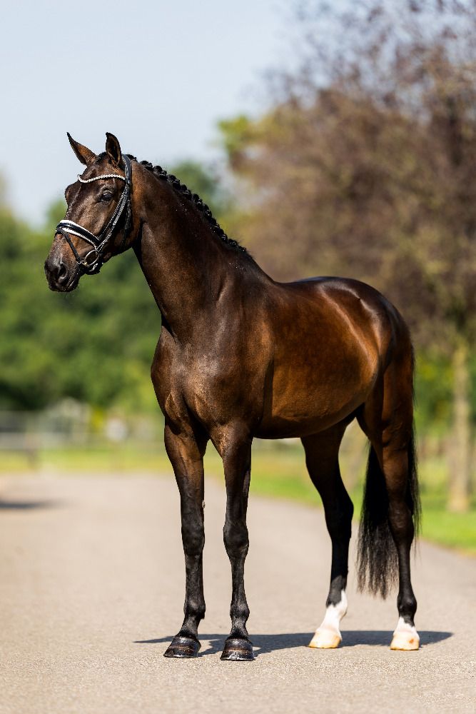 KWPN dressuurpaard Merrie 4 jaar Donkerbruin te koop - Foto 5