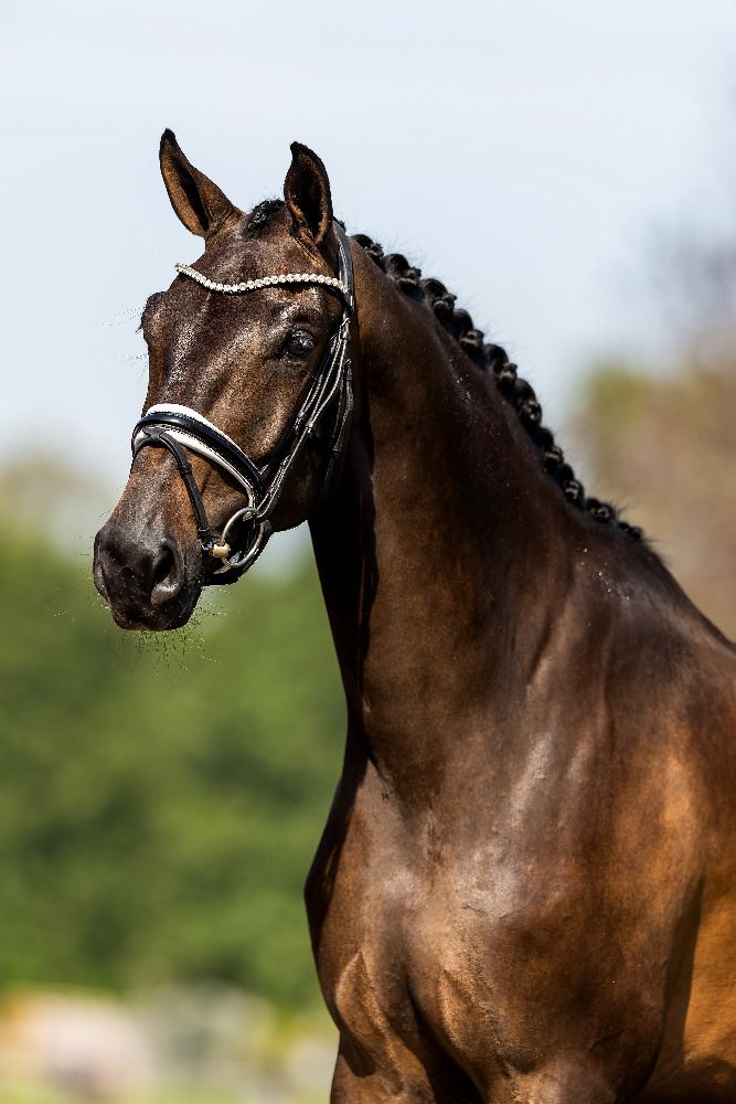 KWPN dressuurpaard Merrie 4 jaar Donkerbruin te koop - Foto 3