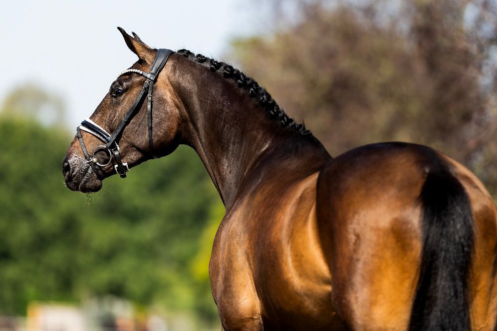 KWPN dressuurpaard Merrie 4 jaar Donkerbruin te koop - Foto 4