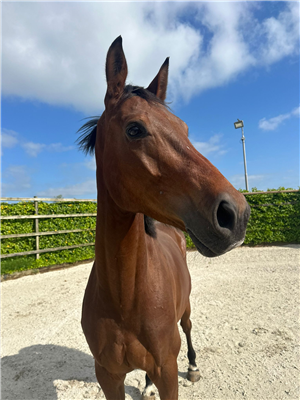 5 yrs Canturano x Zandor z