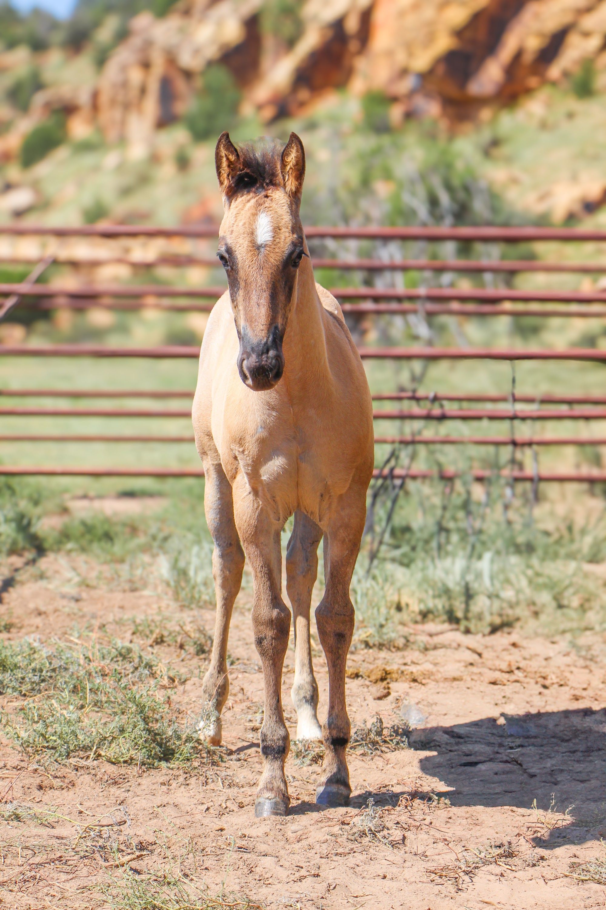 quarter-horse western-paard merrie 2 år til salg - Foto 2