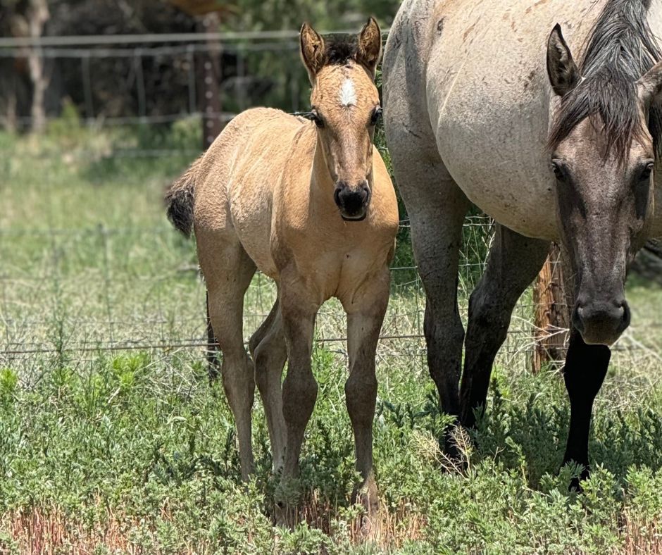 quarter-horse western-paard merrie 2 år til salg - Foto 3