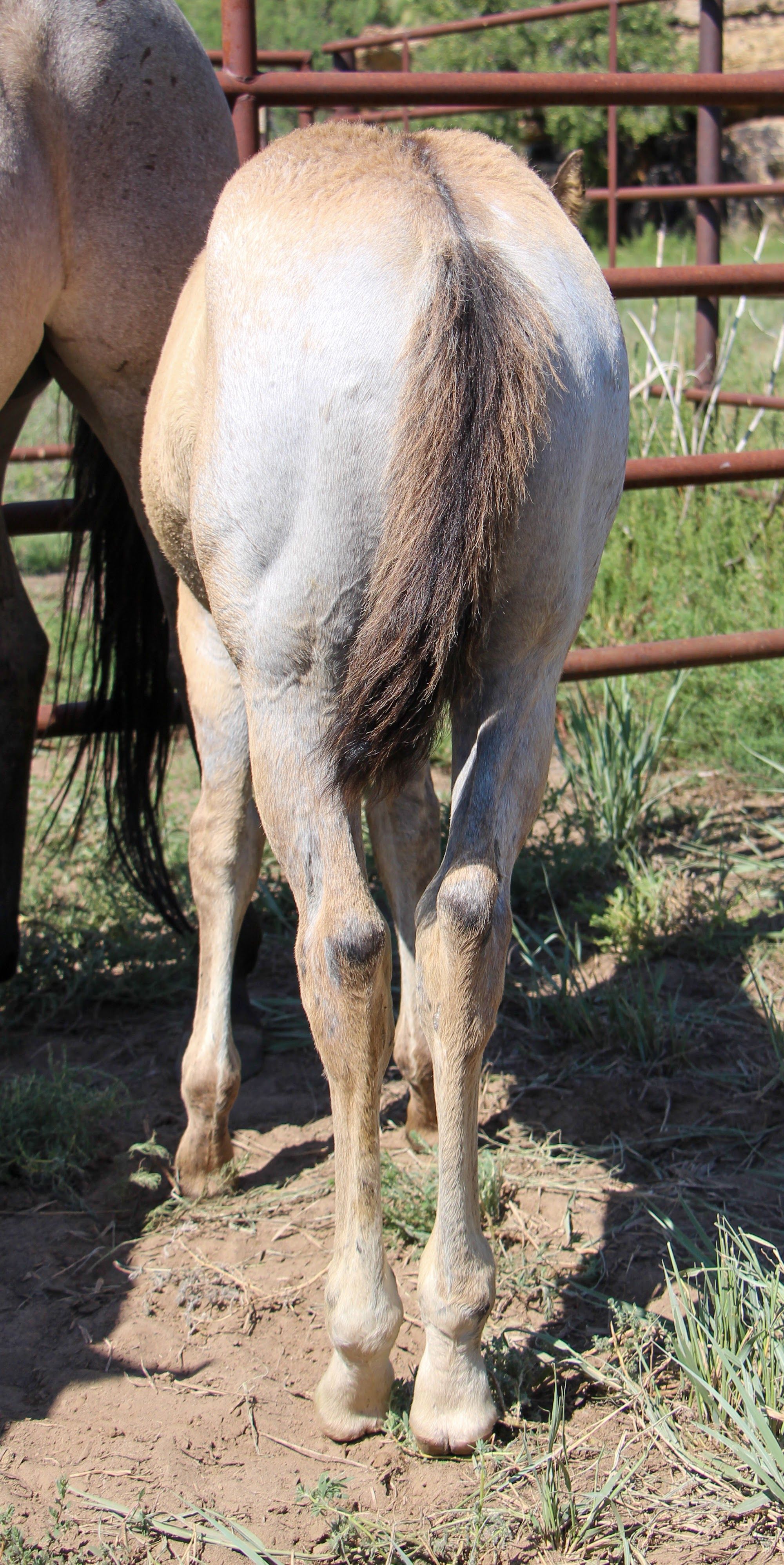 quarter-horse western-paard merrie 2 år til salg - Foto 4