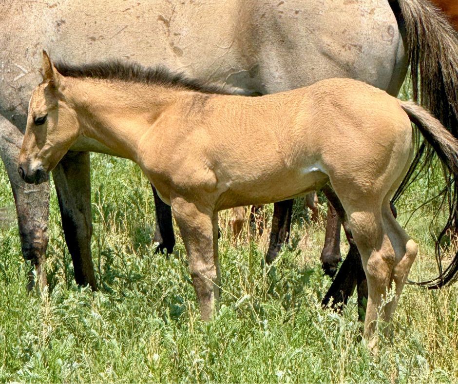quarter-horse western-paard merrie 2 år til salg - Foto 5