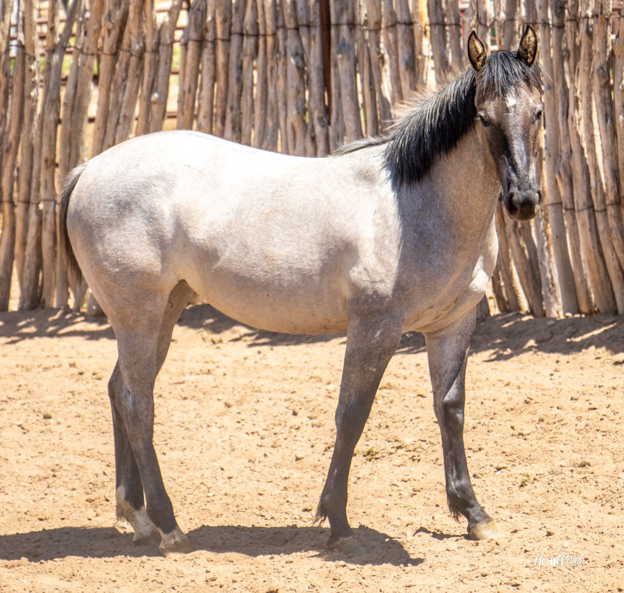 quarter-horse western-paard merrie 2 år til salg - Foto 6