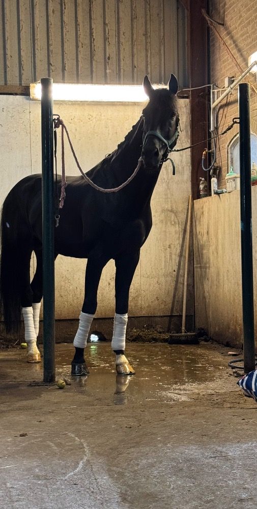 KWPN dressuurpaard Hengst 12 years old for sale - Photo 2