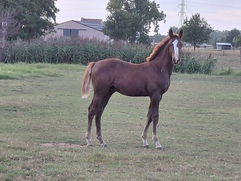 BWP springpaard Hengst Vos te koop - Hoofdfoto
