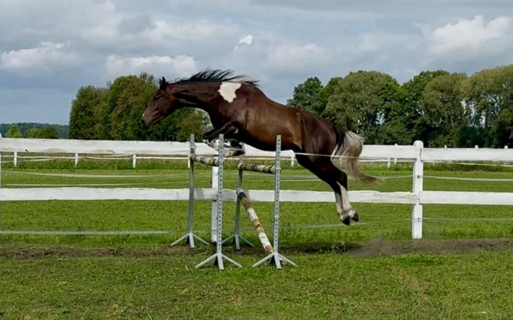 Ander stamboek springpaard Ruin 5 jaar Skewbald te koop - Foto 2