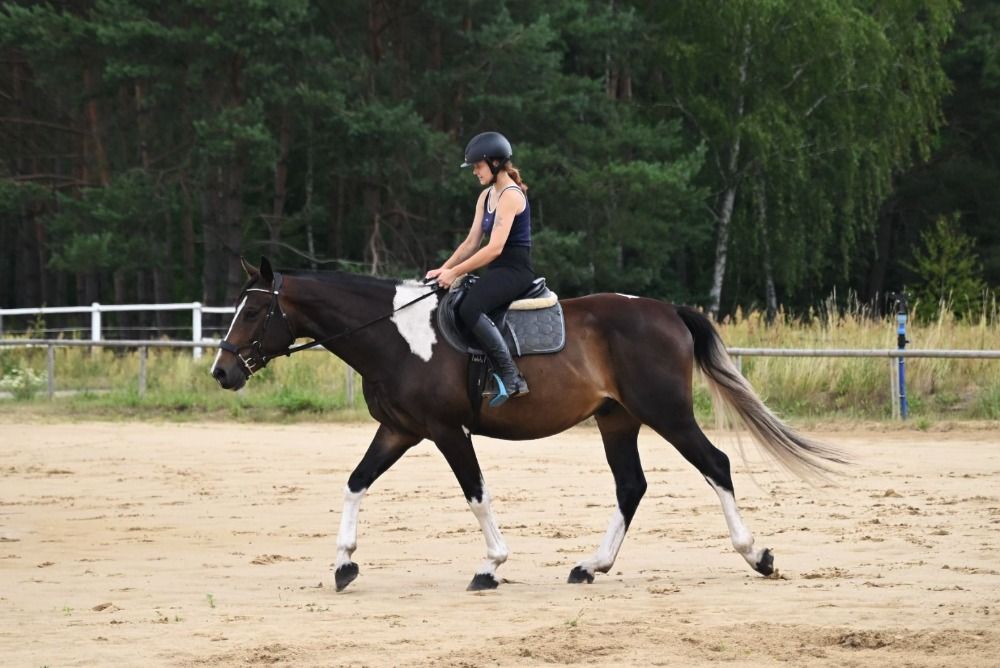Ander stamboek springpaard Ruin 5 jaar Skewbald te koop - Foto 4