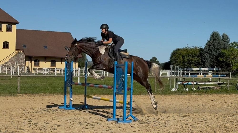 Mooie makkelijke paardenspringer/eventer/jager in zeldzame kleur