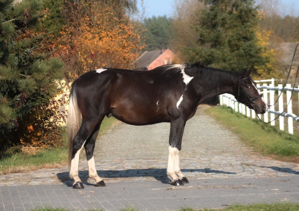 Ander stamboek springpaard Ruin 5 jaar Skewbald te koop - Foto 3