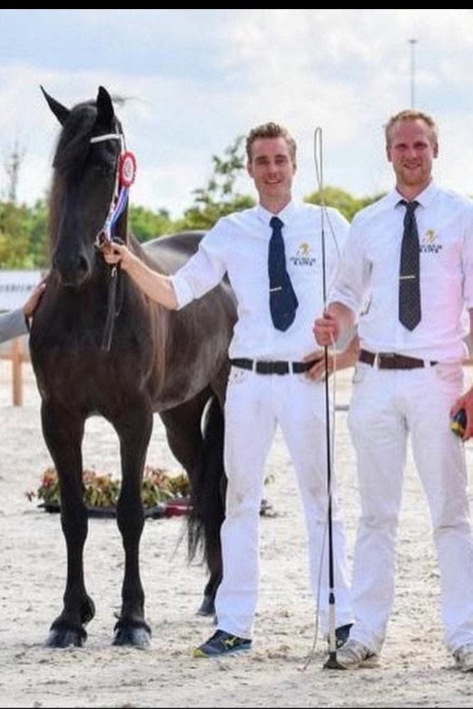 FPS (Nederland) fries Merrie 10 jaar Zwart te koop - Foto 2