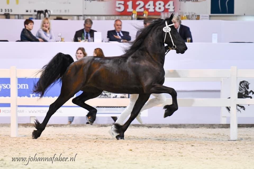 FPS (Nederland) fries Merrie 10 jaar Zwart te koop - Foto 5