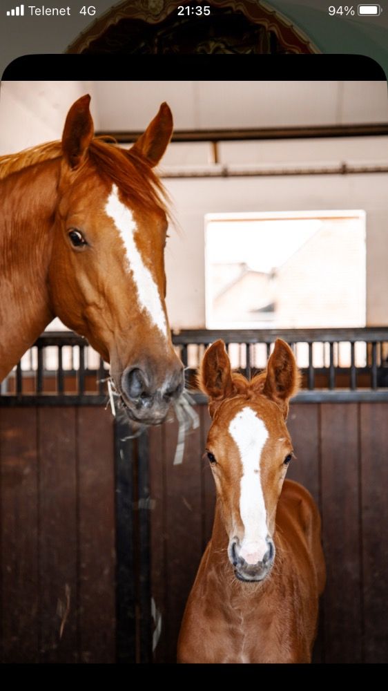 Zangersheide springpaard Merrie 7 jaar Vos te koop - Foto 2