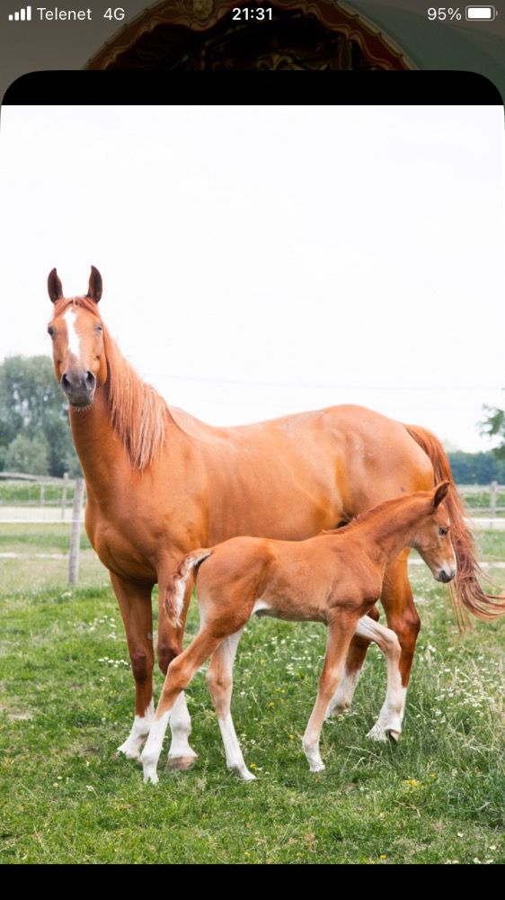 Zangersheide springpaard Merrie 7 jaar Vos te koop - Foto 3