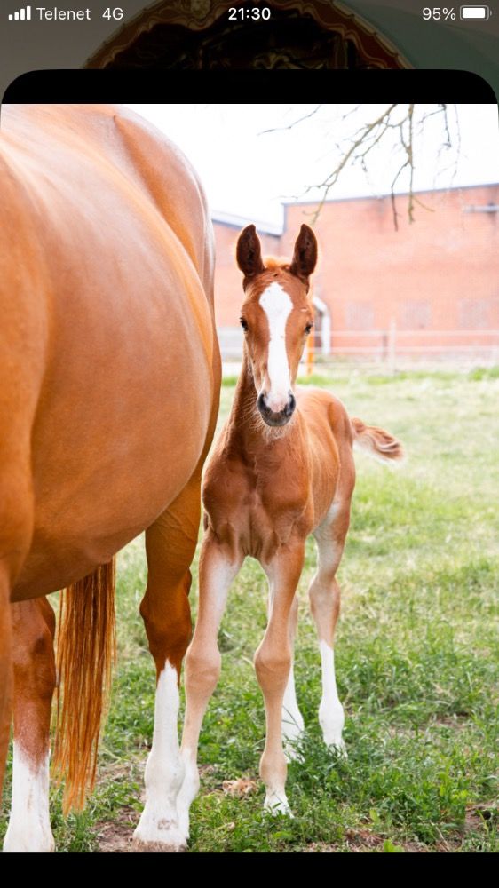 Zangersheide springpaard Merrie 7 jaar Vos te koop - Foto 4