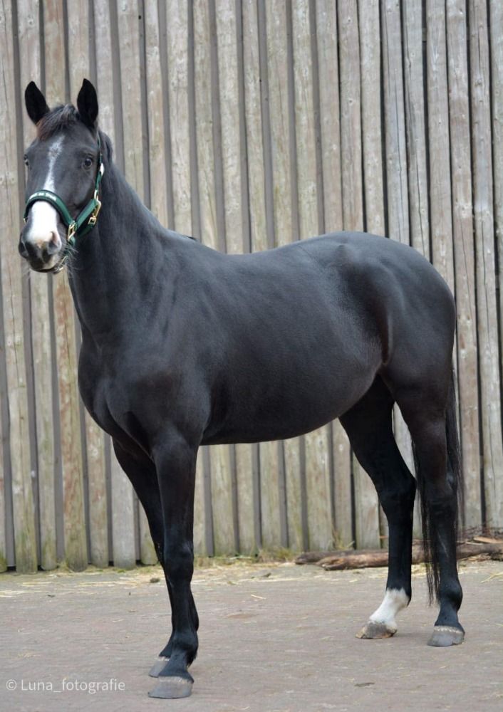 KWPN dressuurpaard Merrie 4 jaar Zwart te koop - Foto 4