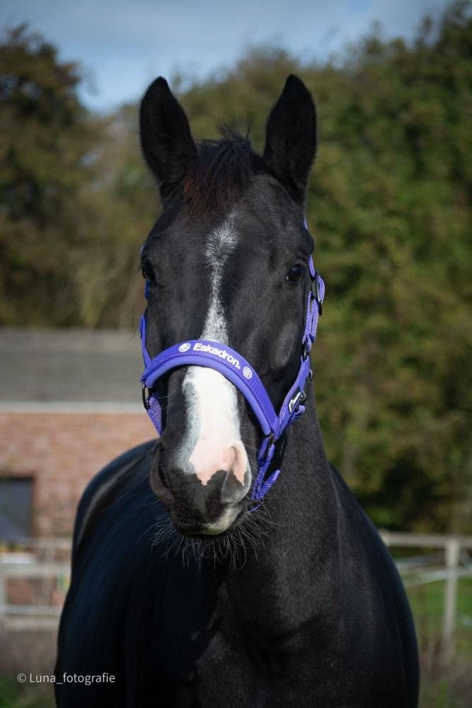 KWPN dressuurpaard Merrie 4 jaar Zwart te koop - Foto 2