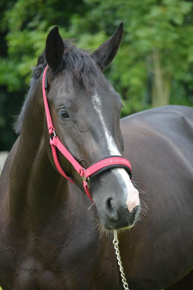 Talentvolle, lieve dressuurmerrie van Glock's Toto jr
