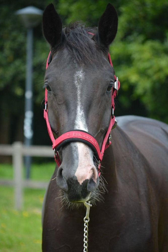 KWPN dressuurpaard Merrie 4 jaar Zwart te koop - Foto 3