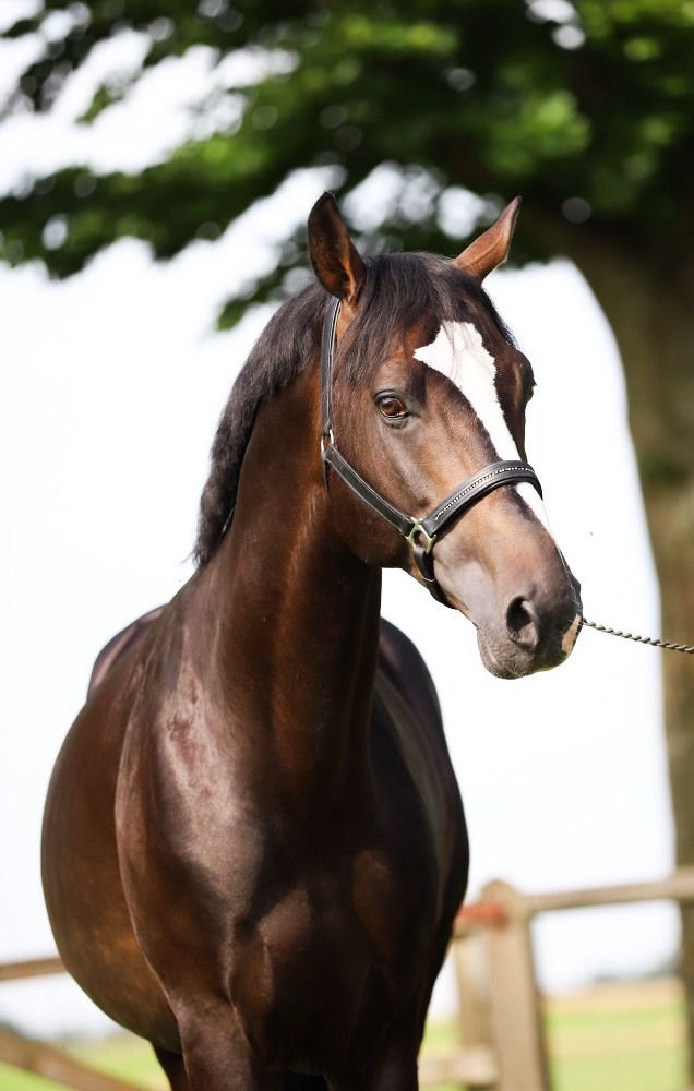 KWPN springpaard Hengst 9 jaar Donkerbruin te koop - Foto 2
