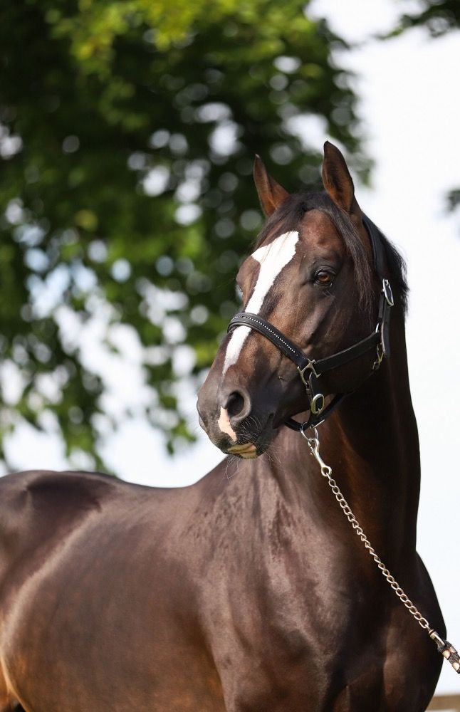 KWPN springpaard Hengst 9 jaar Donkerbruin te koop - Hoofdfoto