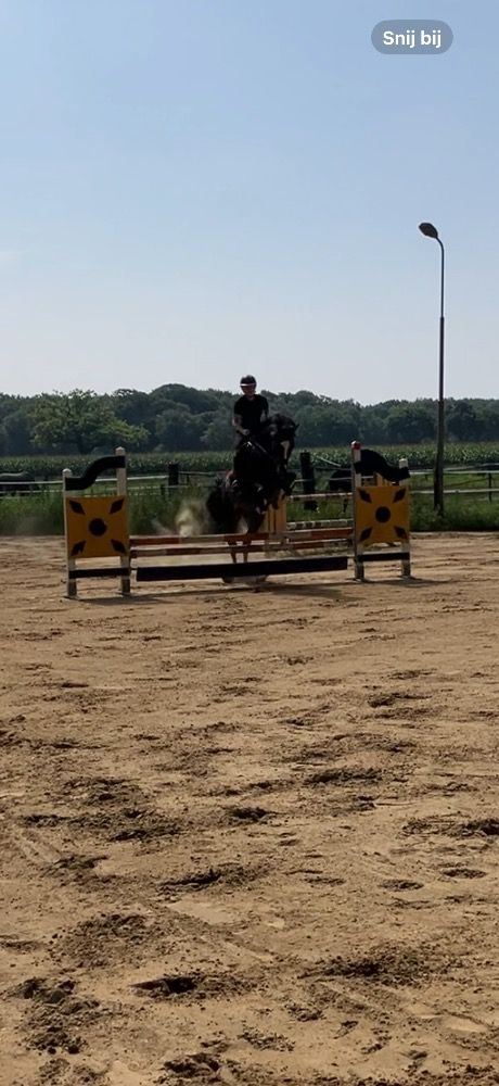 KWPN springpaard Hengst 9 jaar Donkerbruin te koop - Foto 5