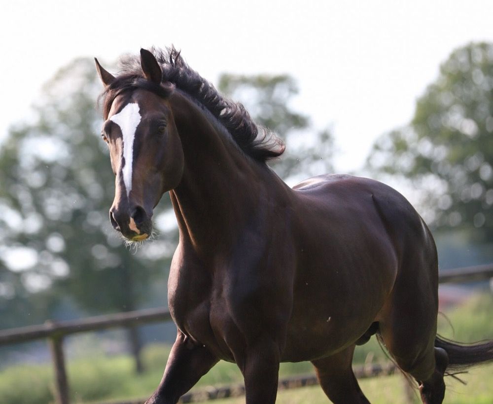 KWPN springpaard Hengst 9 jaar Donkerbruin te koop - Foto 3