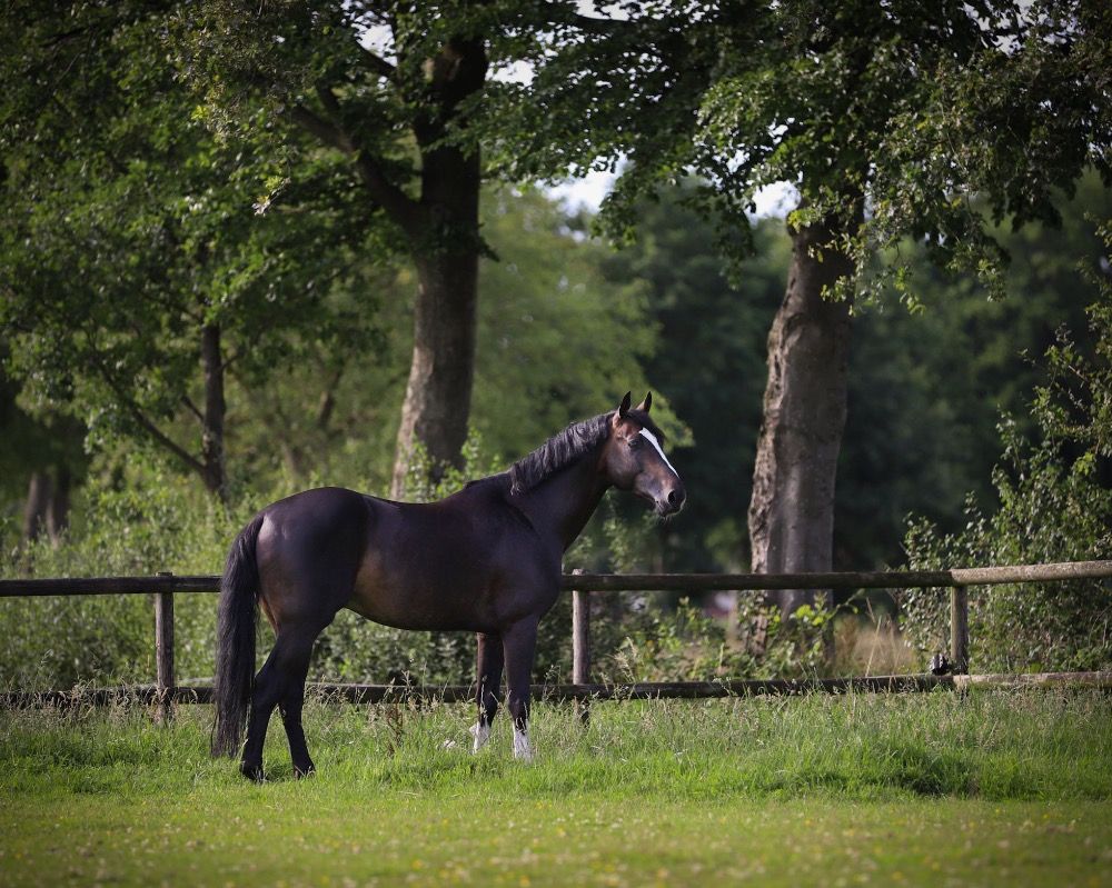 KWPN springpaard Hengst 9 jaar Donkerbruin te koop - Foto 4