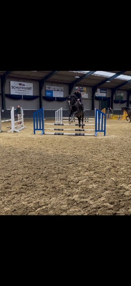 KWPN springpaard Hengst 9 jaar Donkerbruin te koop - Foto 6