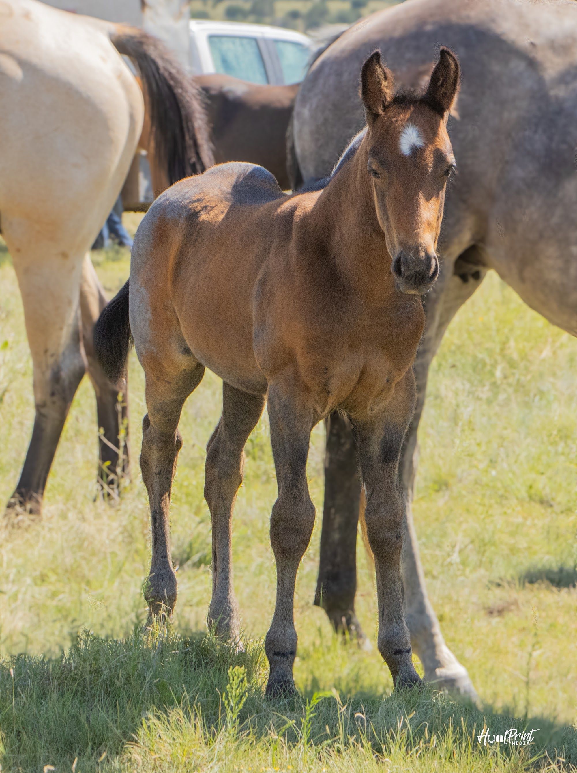 quarter-horse western-paard hengst 1 år till salu - Foto 2