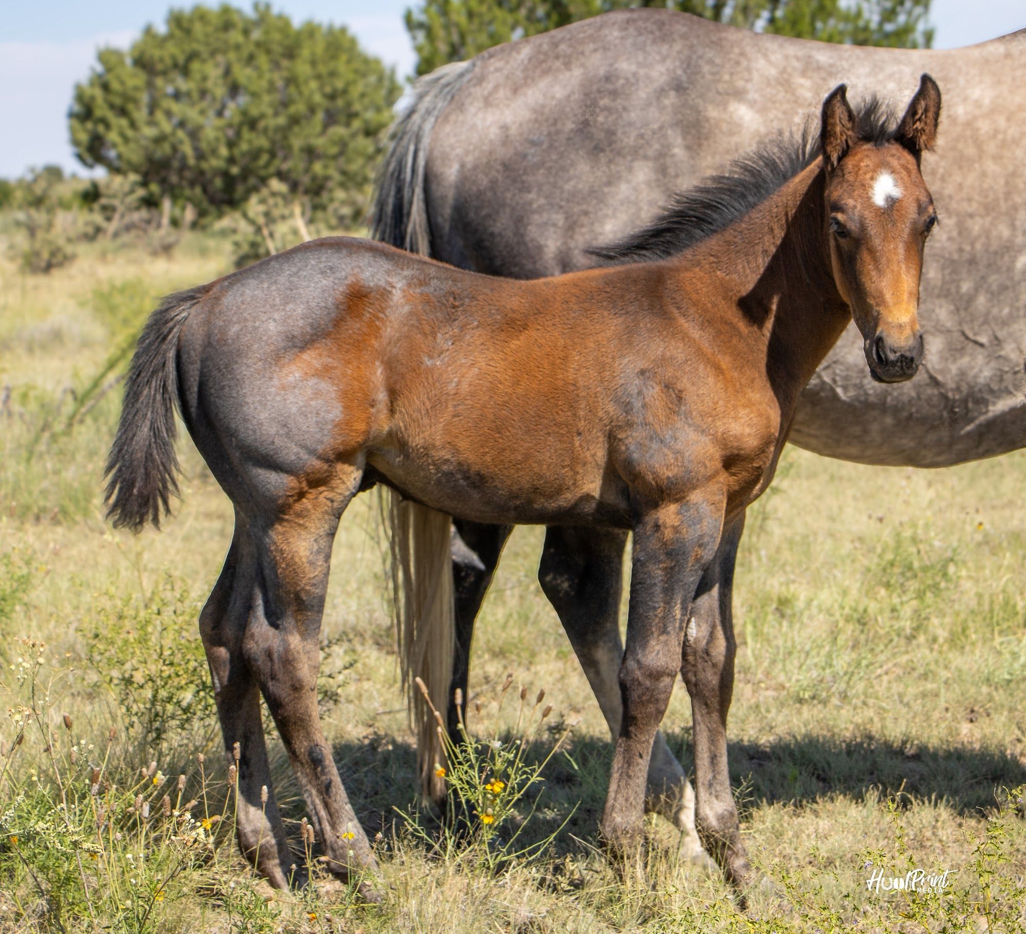quarter-horse western-paard hengst 1 år till salu - Foto 3