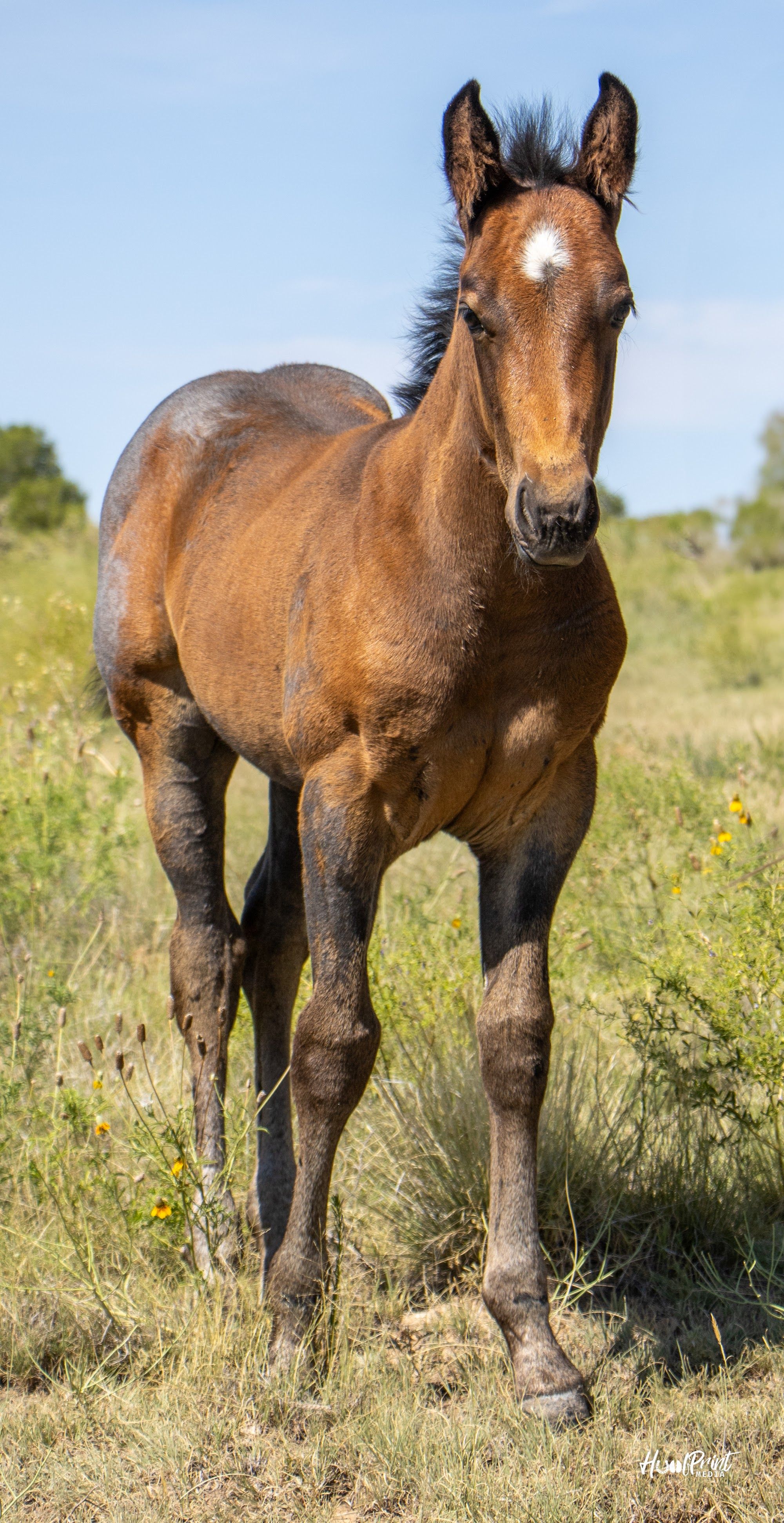 quarter-horse western-paard hengst 1 år till salu - Foto 4