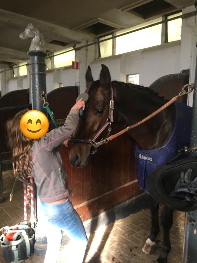 Ander stamboek dressuurpaard Ruin 10 jaar Donkerbruin te koop - Foto 2