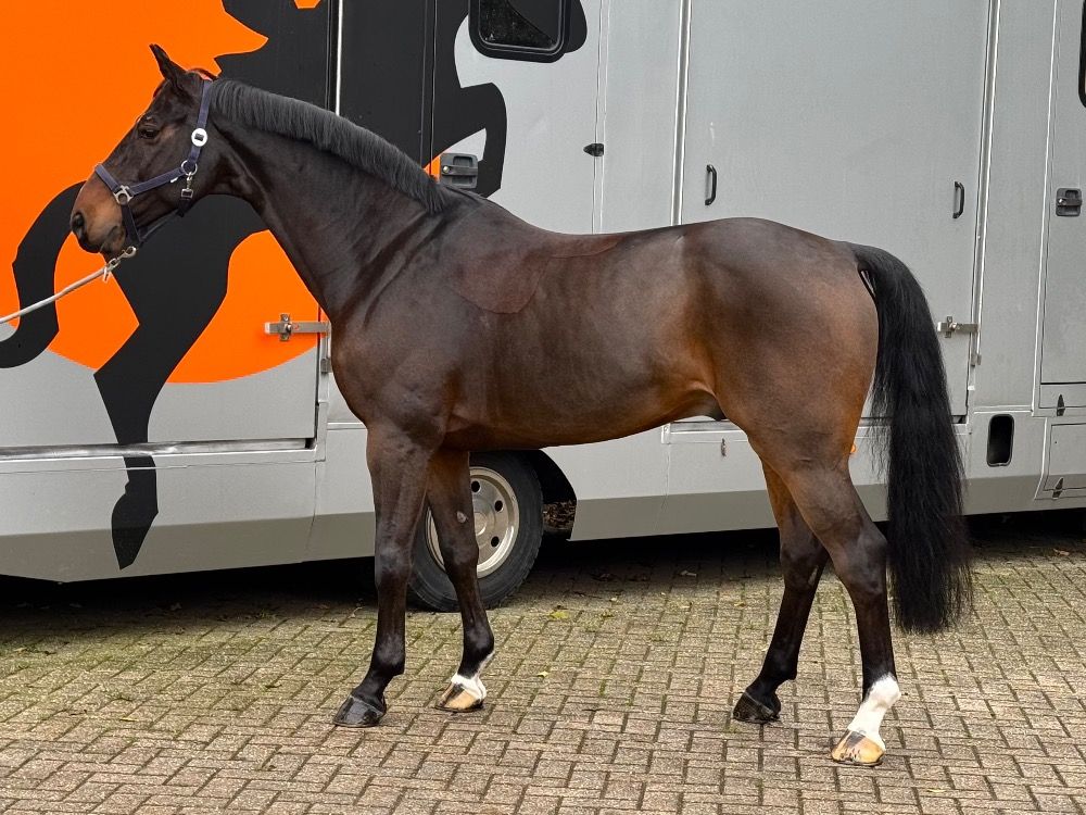 Ontzettend knap, lief en leergierig Dressuurpaard