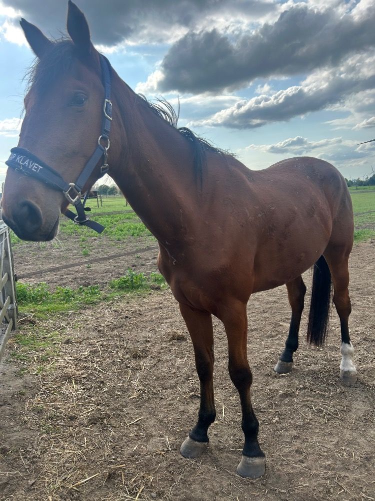 Springpaard (drachtig) met toppedigree te koop