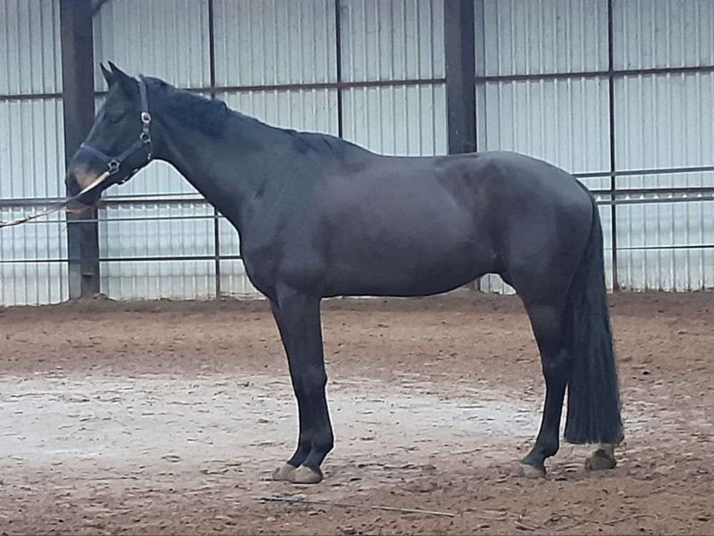 Cheval de dressage KWPN talentueux