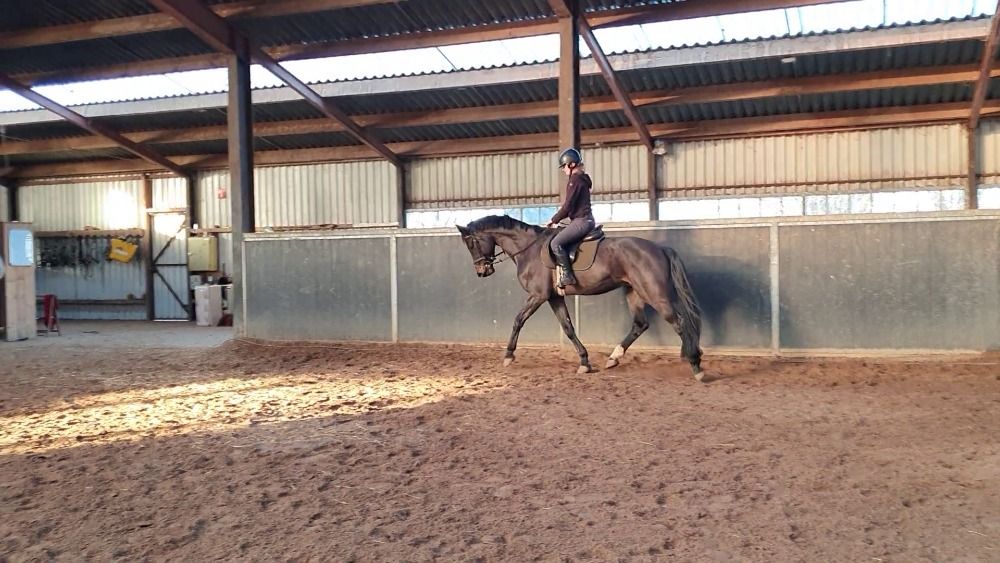 KWPN dressuurpaard Ruin 5 years old Donkerbruin for sale - Photo 4