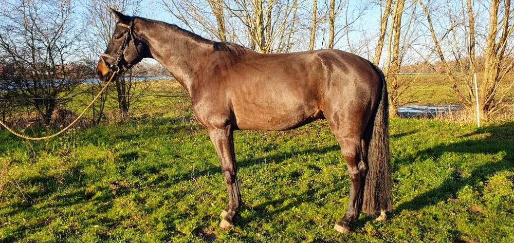 KWPN dressuurpaard Ruin 5 years old Donkerbruin for sale - Photo 3