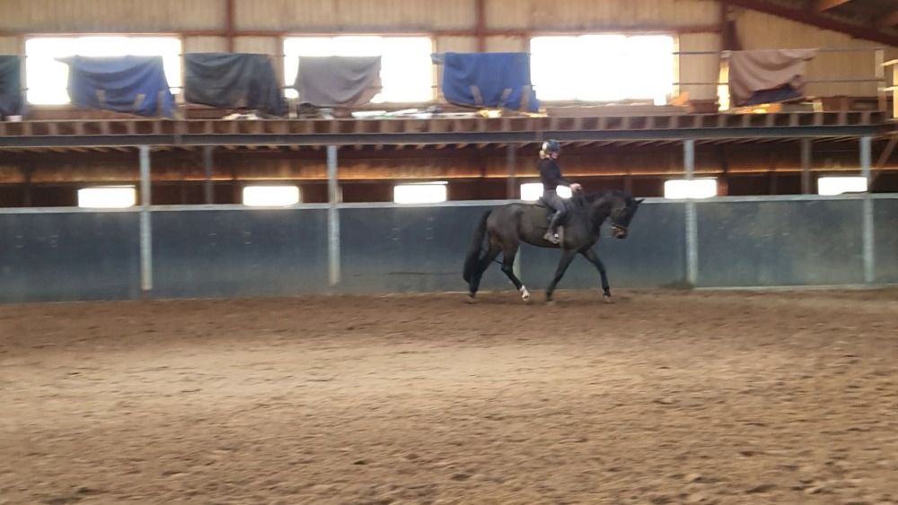 KWPN dressuurpaard Ruin 5 years old Donkerbruin for sale - Photo 2