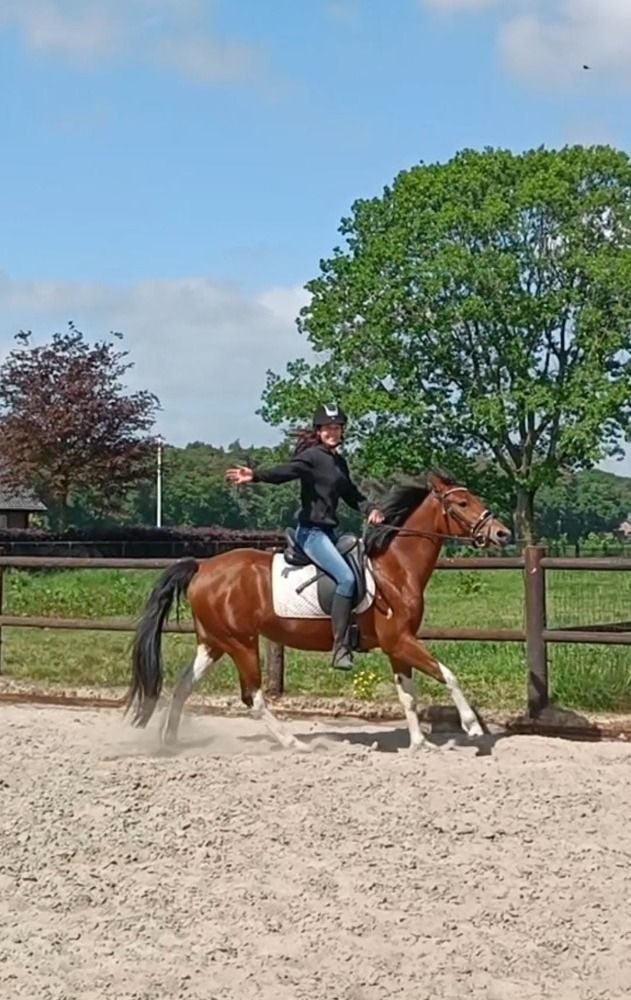 NRPS allround-pony Merrie 3 jaar Bruin te koop - Foto 3