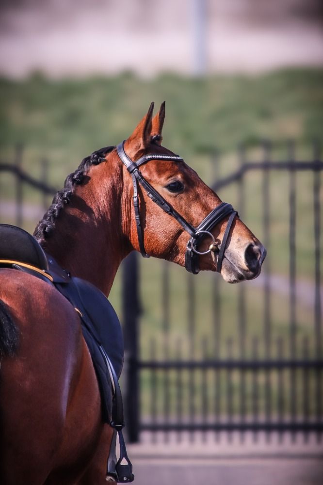 NRPS allround-pony Merrie 3 jaar Bruin te koop - Foto 4