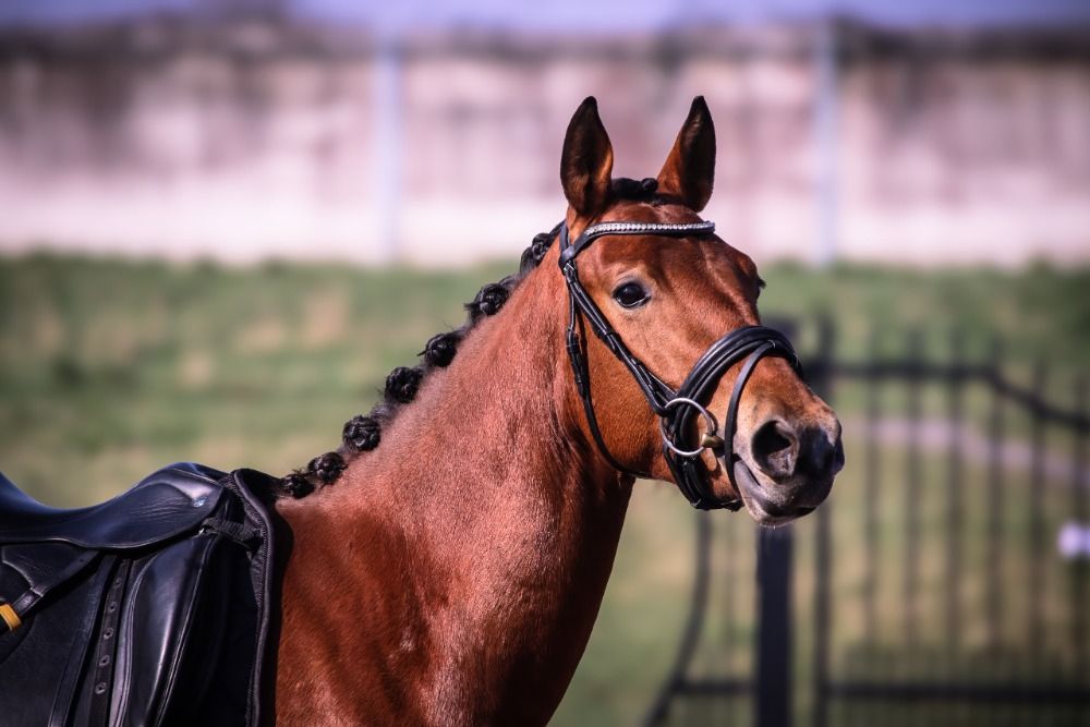 NRPS allround-pony Merrie 3 jaar Bruin te koop - Foto 5